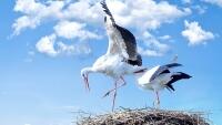 čápi storks-838424 960 720